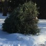 Après les Fêtes, redonnons les arbres de Noël à la nature