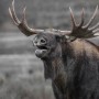 Une clinique gratuite sur la chasse au gros gibier