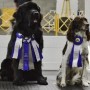 Des chiens obéissants en compétitions à Valleyfield