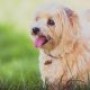 Châteauguay – Deux procédures pour les licences pour chiens