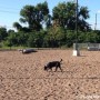 Réouverture du parc à chiens à Valleyfield