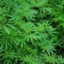 Légalisation du cannabis : un sondage pour les citoyens de Châteauguay