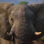 Deux étudiantes du Collège à la défense des éléphants