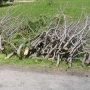 Pluie et vents à l’origine d’une collecte spéciale de branches à Châteauguay