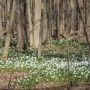 Centre écologique Fernand-Seguin : période de floraison exceptionnelle