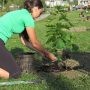 Politique de l’arbre de Salaberry-de-Valleyfield : un an et 526 arbres plus tard