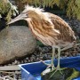 Le Nichoir présente un premier Festival des oiseaux et de la nature