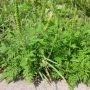 Herbe à poux : Vaudreuil-Dorion procède à l’épandage d’herbicide écologique