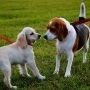 Le parc canin de Mercier maintenant ouvert au public