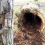 Plus de 30 arbres seront abattus dans le parc Salaberry et sur la rue Montcalm