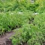 Espaces disponibles au jardin communautaire du parc des Ainés : inscriptions en cours