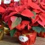 Des poinsettias en appui à la Maison de soins palliatifs de Vaudreuil-Soulanges