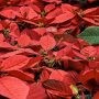 Vente de poinsettias et de tourtières au profit du CAB de Valleyfield