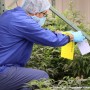 TGOD Valleyfield : le plus grand centre de production biologique de cannabis au monde