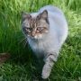 Chats errants à Châteauguay : soirée d’information pour un programme de la SPCA