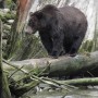 Des ours qui fascinent : exposition d’Anne-Josée Laquerre à voir au Musée régional