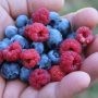 Belle sortie en famille : autocueillette de framboises et de bleuets