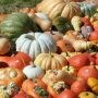 Citrouilles et courges en décorations d’Halloween et aussi pour cuisiner