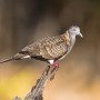Ornithologie – conférence gratuite au Chalet du Parc régional des îles