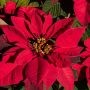 Vente de poinsettias au profit du Centre d’action bénévole