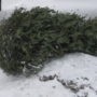 Environnement – Redonnez votre arbre de Noël à la nature!