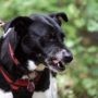 Priorité sécurité : Nouvelle réglementation sur les chiens
