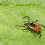 Appel à la prudence envers la maladie de Lyme et le virus du Nil occidental