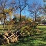 Plantation de près de 800 nouveaux arbres à Vaudreuil-Dorion en 2020