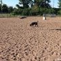 Réouverture du parc canin de la rue Victoria  le 21 décembre