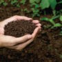 Distribution gratuite du compost en mai à Beauharnois-Salaberry