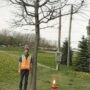 Plantation d’arbres de gros calibre prévue à Vaudreuil-Dorion