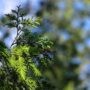 Une deuxième édition pour la foire horticole de Vaudreuil-Dorion