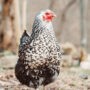 Projet pilote permettant l’élevage de poules urbaines à Châteauguay