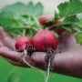 Les potagers en façade autorisés et encouragés à Valleyfield