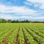 Économie locale : cultiver le vivre ensemble en Montérégie