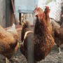 La Ville de Salaberry-de-Valleyfield autorisera les poules urbaines