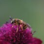 L’apiculture urbaine autorisée à Beauharnois