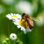 Châteauguay s’implique pour la sauvegarde des pollinisateurs