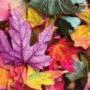 Un automne haut en couleur à Châteauguay