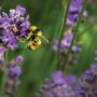 Inauguration des jardins gardiens des pollinisateurs urbains de Châteauguay