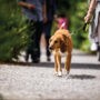 Nouveau règlement sur les animaux à Salaberry-de-Valleyfield