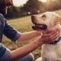 Conférence gratuite : Communiquer efficacement avec son chien
