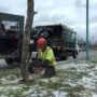 Abattage de 88 frênes à Salaberry-de-Valleyfield