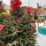 Une forêt de sapins au centre-ville de Salaberry-de-Valleyfield