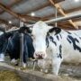 Visite de la ferme Nieuwenhof : un vif succès