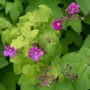 3e édition de la Foire horticole dès le 14 mai