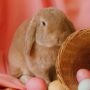 Le lapin de Pâques est de retour à Châteauguay