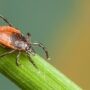 La maladie de lyme présente partout en Montérégie