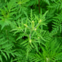 Épandage d’herbicide écologique pour lutter contre l’herbe à poux à Vaudreuil-Dorion