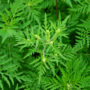Épandage d’un herbicide écologique et sélectif à Vaudreuil-Dorion